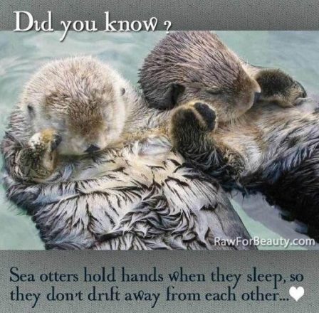 otters