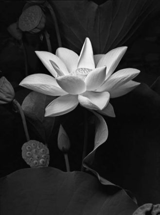 lotus flower
